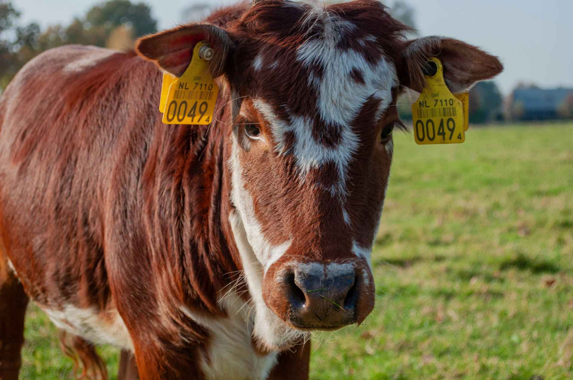 Picture for category Ear Tags