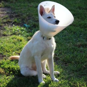 Picture for category Rehab and Post Surgery Items