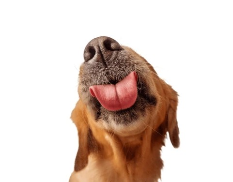 Picture for category Canine