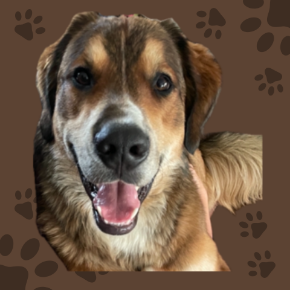 Picture for category Canine