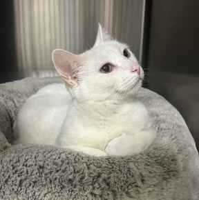 Picture for category Feline