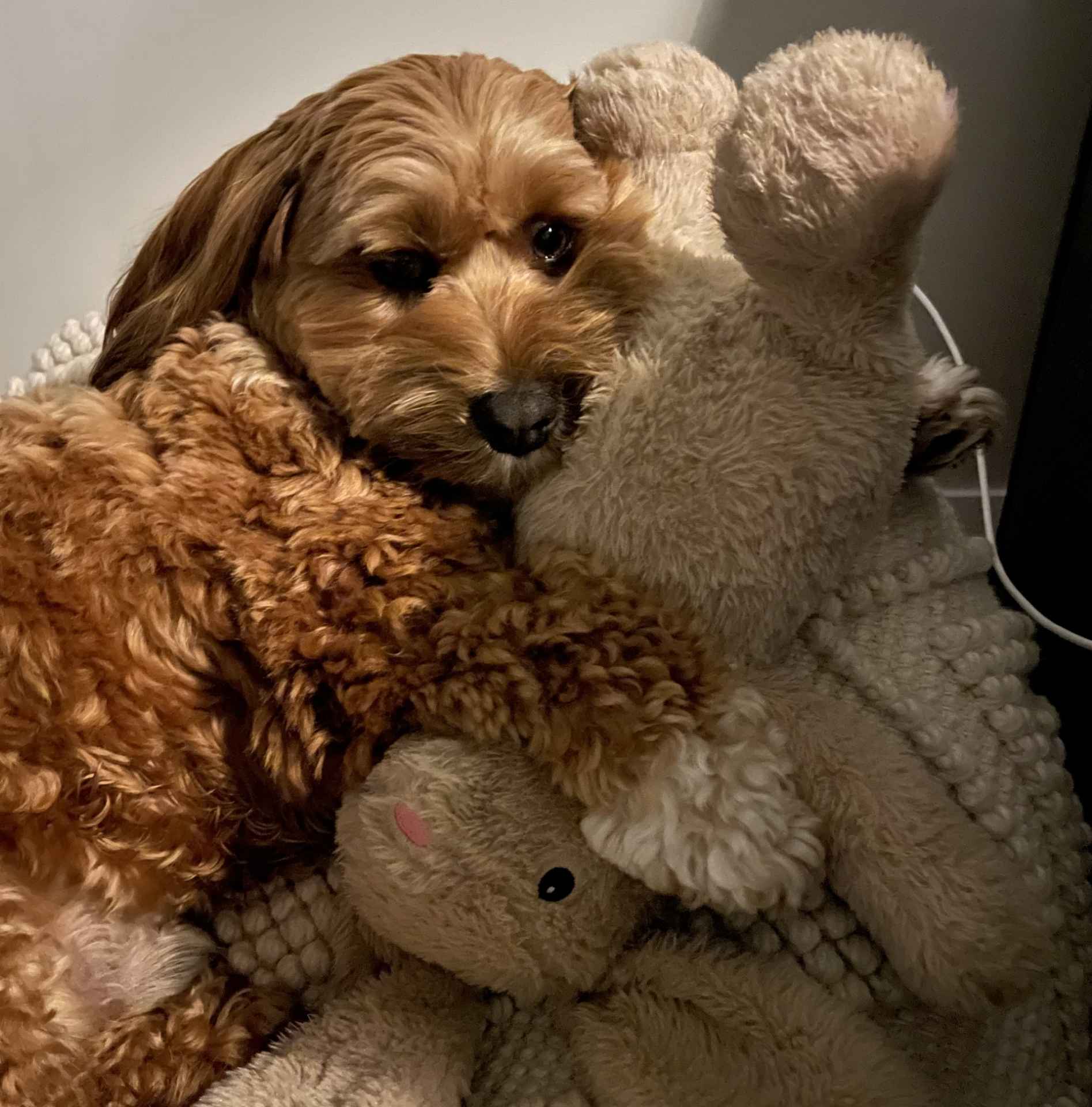 Picture for category Pet Supplies