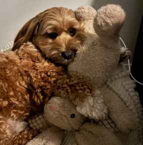 Picture for category Pet Supplies