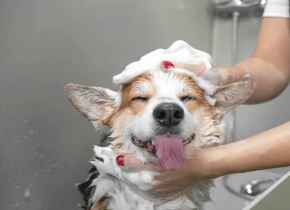 Picture for category Canine