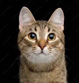 Picture for category Feline 