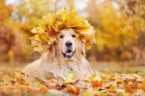 Picture for category Fall Supplies 