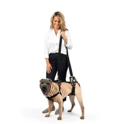 Picture of CARELIFT SUPPORT HARNESS - Medium