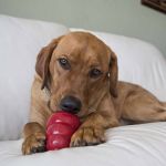 Picture of XMAS HOLIDAY KONG STUFF' N Turkey & Sweet Potato Easy Treat Paste- 8oz / 226g 