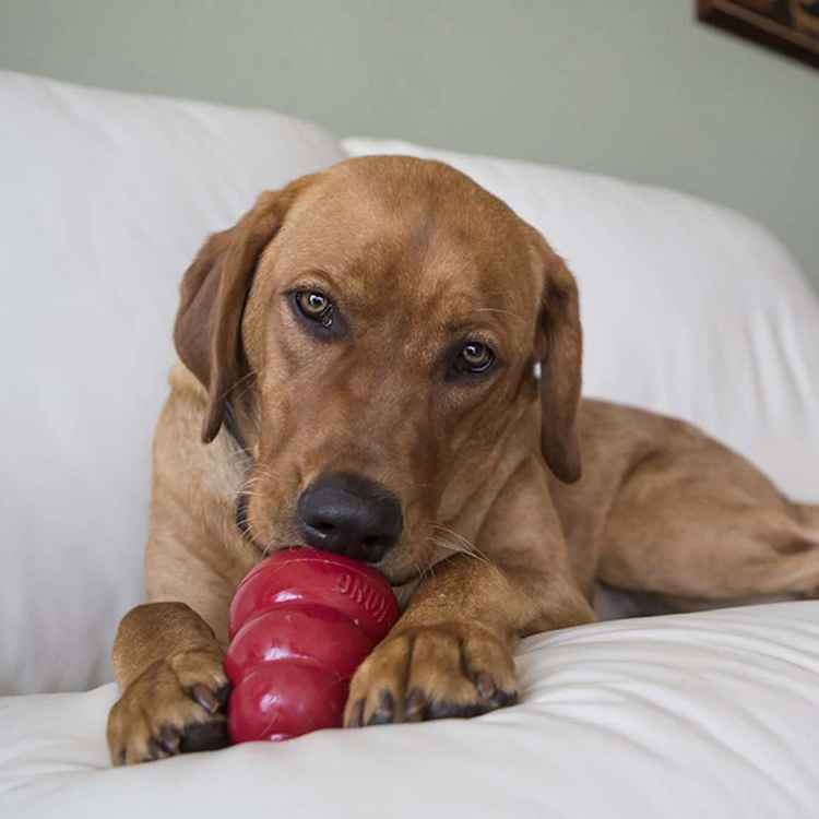 Picture of XMAS HOLIDAY KONG STUFF' N Turkey & Sweet Potato Easy Treat Paste- 8oz / 226g 