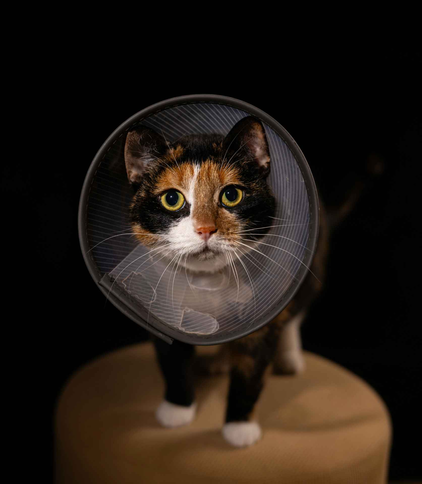 Picture for category Cat Products