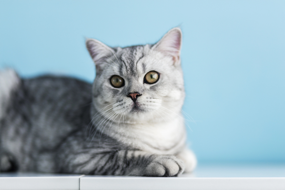 Picture for category Clipper Supplies