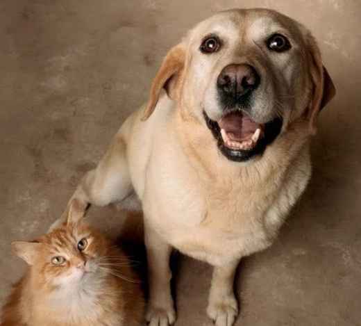 Picture for category Senior Food & Treats