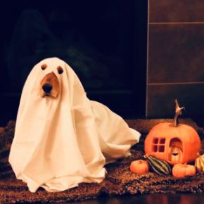 Picture for category Happy Halloween!