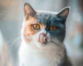 Picture for category Supplements