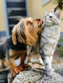 Picture for category Dental Month