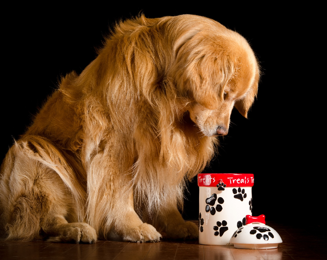 Picture for category Dog Treats