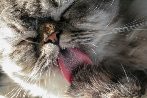 DYK: Your Cat's Tongue Is Actually Nature's Toothbrush