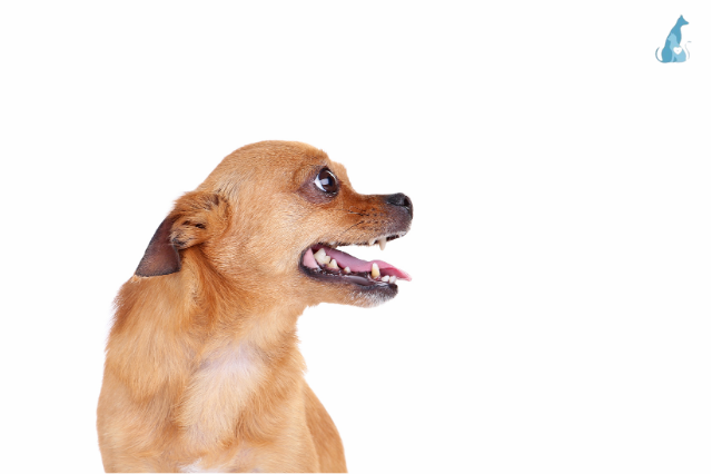 Picture for category Canine