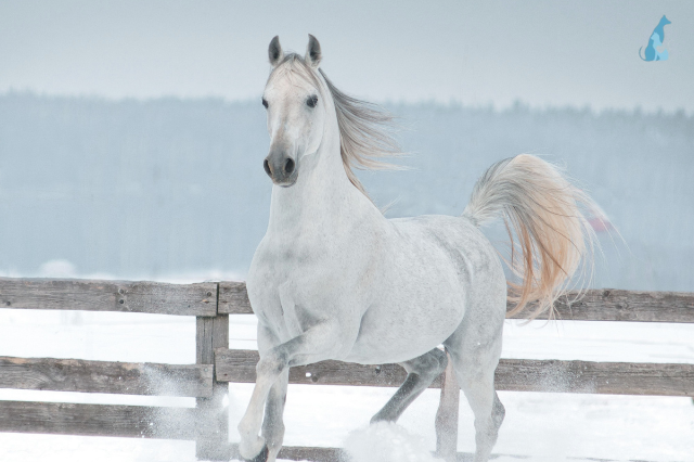 Picture for category Equine