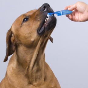 Picture for category Dental Month