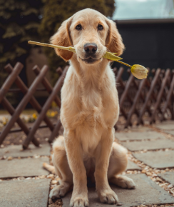 Picture for category CANINE