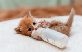 Picture for category Nursing Supplies