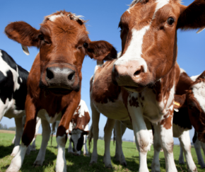 Picture for category Bovine Products