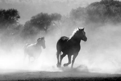 How Horses Communicate Through Vibrations