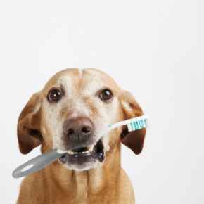 Picture for category Dental Health Discounts