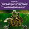 Picture of MAZURI AQUATIC TURTLE DIET - 12oz/340g