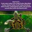 Picture of MAZURI AQUATIC TURTLE DIET - 12oz/340g