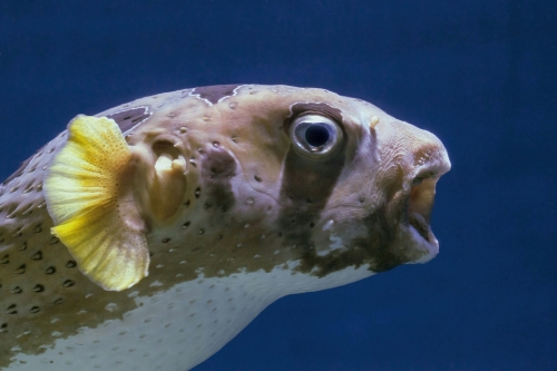 Your fish almost certainly has teeth. And those teeth can get sick.