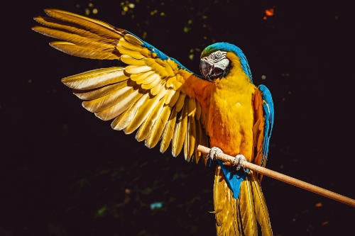 The Original Lovebirds: The Incredible Intelligence Behind Why Your Parrot Chose YOU