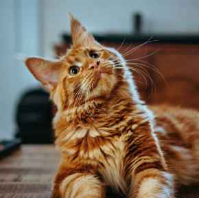 Picture for category Cats