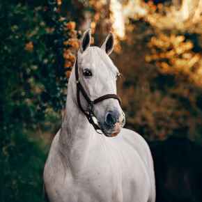 Picture for category Horses