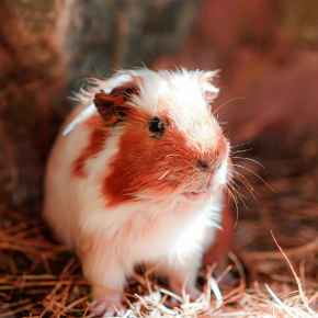 Picture for category Exotics