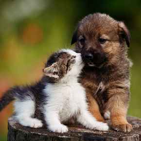 Picture for category New Puppy or Kitten
