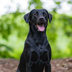 Picture for category Dogs