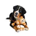Picture of TOY DOG SILVER PAW ROPEZ JUNGLE FRIENDS - Monkey