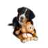Picture of TOY DOG SILVER PAW ROPEZ JUNGLE FRIENDS - Monkey