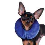 Picture of KONG CLOUD COLLAR Inflatable(Neck Circ 7-12in) - Sm