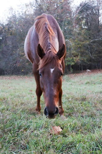 Because of Resistance, Horse Deworming guidelines have quietly shifted in the last decade - What's new?