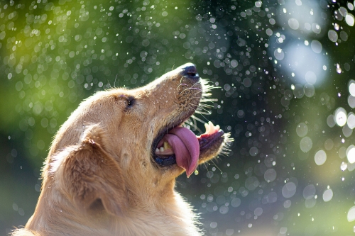 This Design Flaw Makes Summer Heat Dangerous For Your Dog