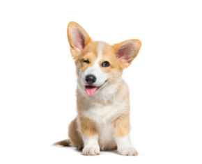 Picture for category Canine