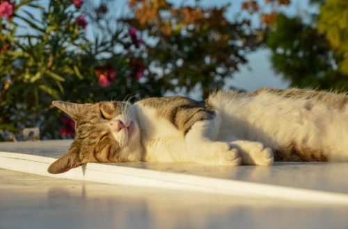 Your Cat's Guide to a Happy, Cool Summer
