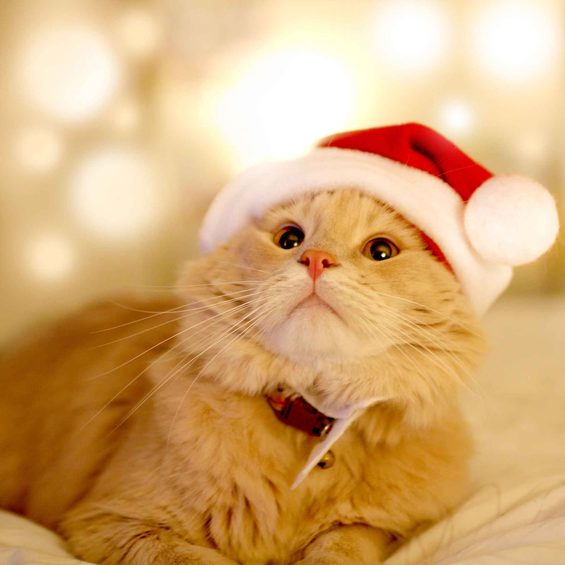Picture for category Holiday Products