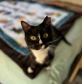 Picture for category Feline 