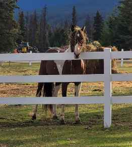 Picture for category Equine