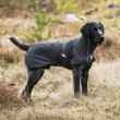 Picture of BACK ON TRACK DOG BARK COAT BLACK 45cm