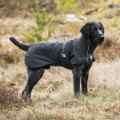 Picture of BACK ON TRACK DOG BARK COAT BLACK 45cm